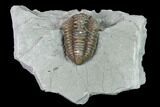 Flexicalymene Trilobite - Mt Orab, Ohio #165357-1